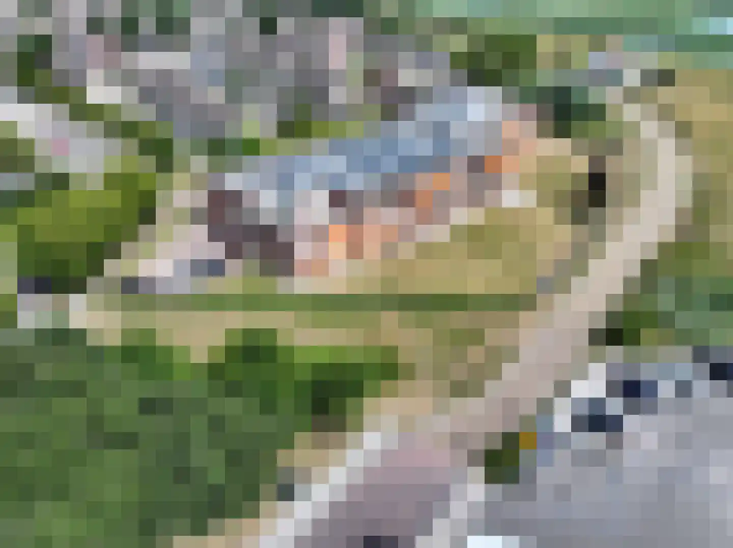 Grote Beer 8 031 Oostburg thumbnail 18