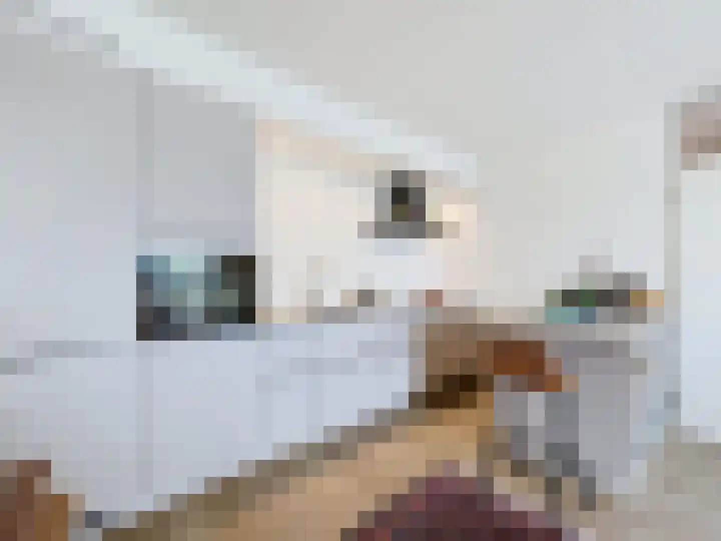 Grote Beer 8 031 Oostburg thumbnail 6