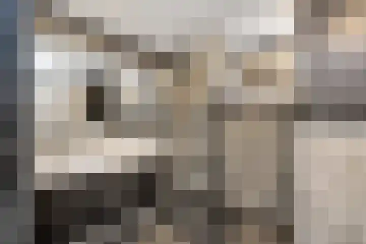 Grote Beer 9 Hoogeveen thumbnail 21