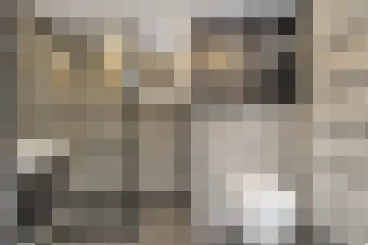 Grote Beer 9 Hoogeveen thumbnail 22