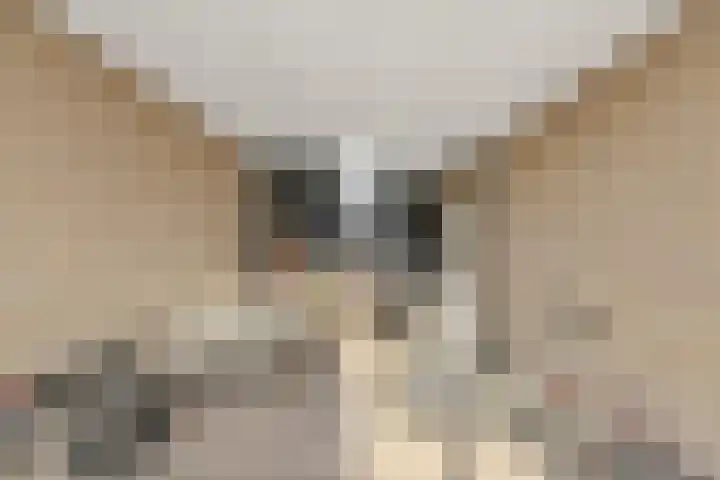 Grote Beer 9 Hoogeveen thumbnail 7