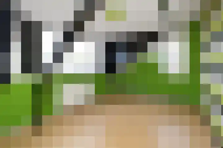 Grote Bisschop 27 Heino thumbnail 23