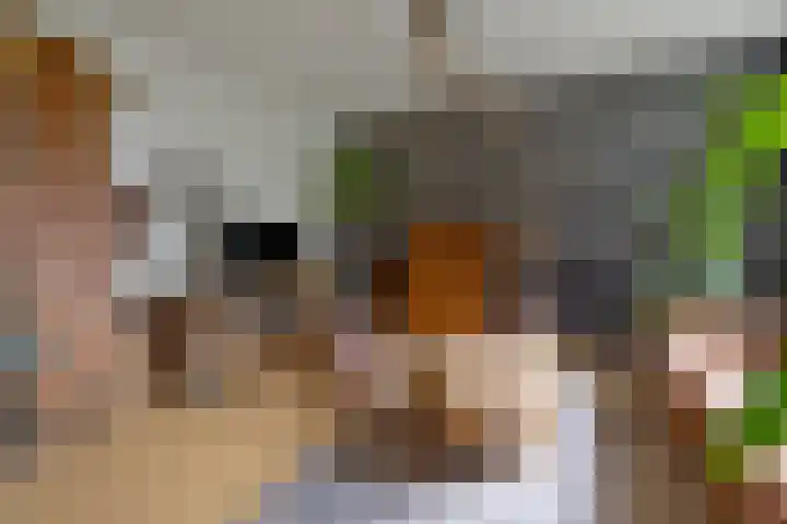 Grote Bisschop 27 Heino thumbnail 6