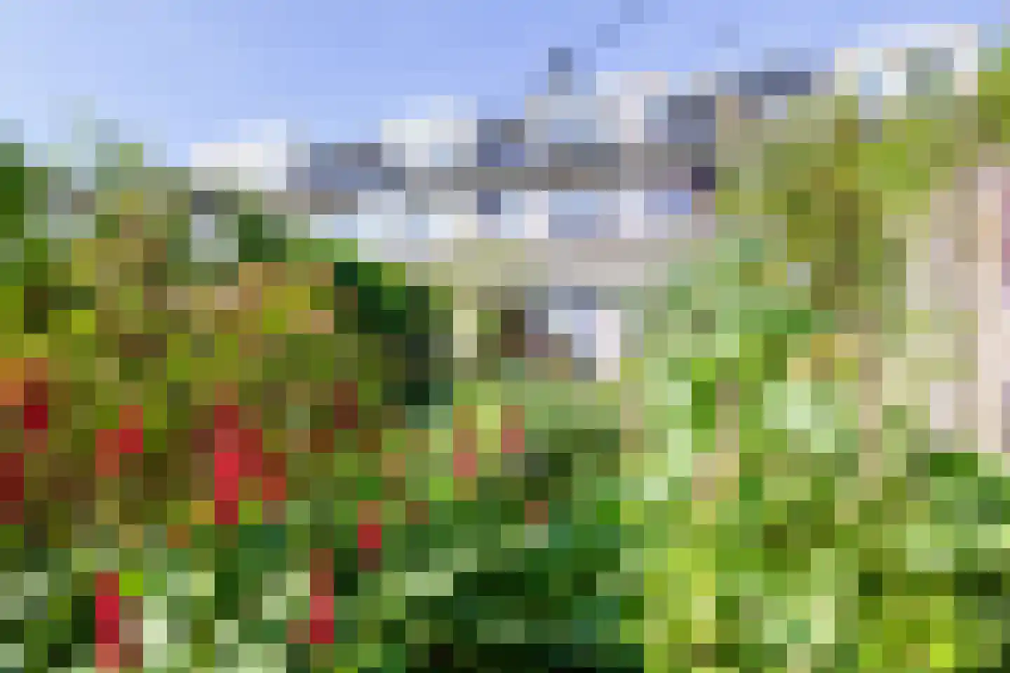Grote Boterbloem 113 Velserbroek thumbnail 34