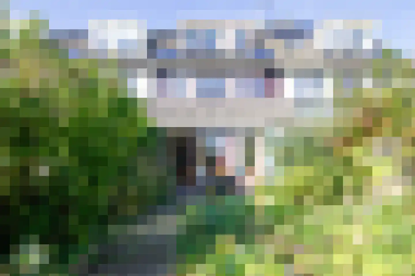Grote Boterbloem 113 Velserbroek thumbnail 37
