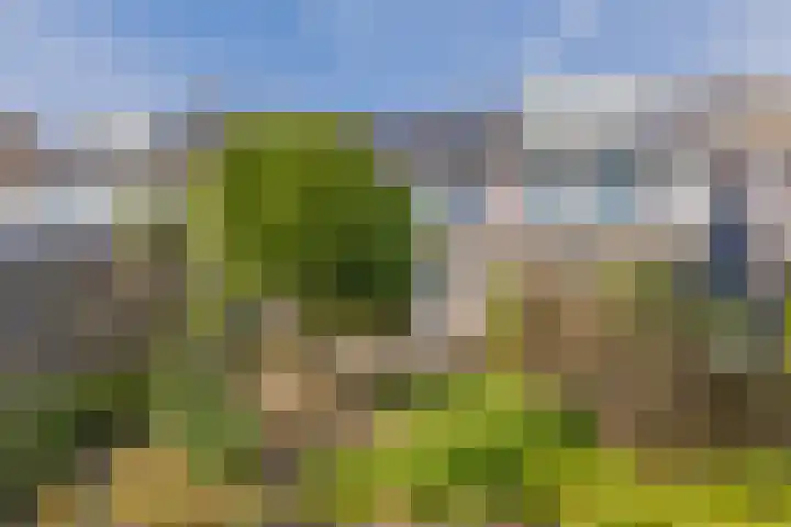 Grote Boterbloem 65 Velserbroek thumbnail 17