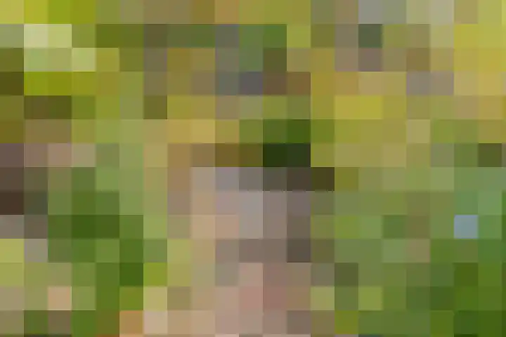 Grote Boterbloem 65 Velserbroek thumbnail 6