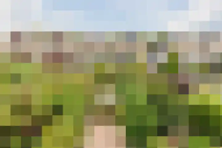 Grote Boterbloem 81 Velserbroek thumbnail 4