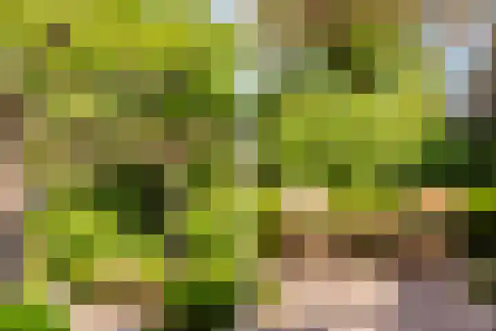 Grote Buren 19 Wergea thumbnail 34