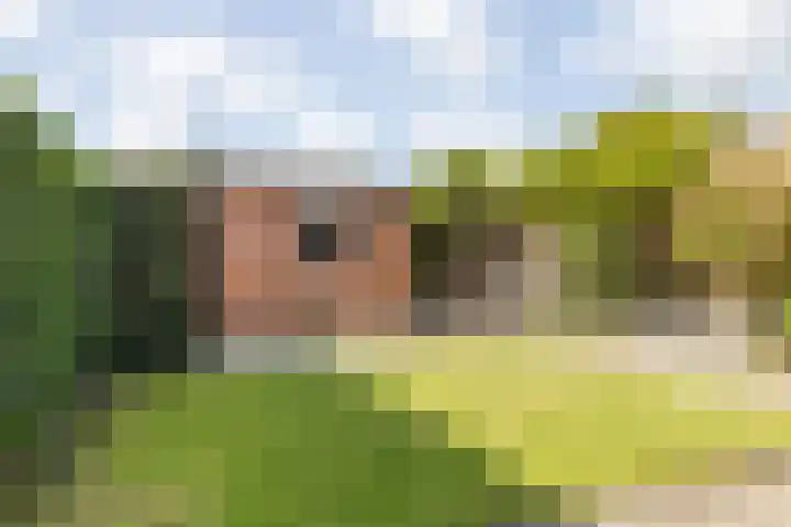 Grote Dries 26 Bavel thumbnail 68