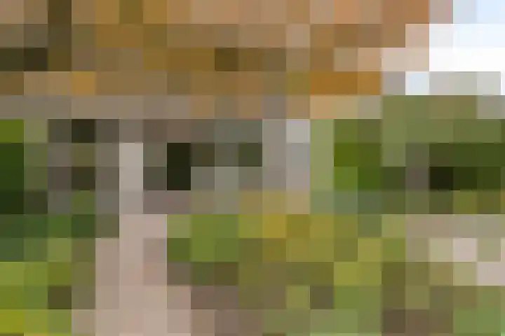 Grote Dries 37 Bavel thumbnail 22