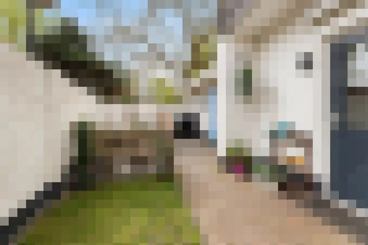 Grote Gracht 59 Hattem thumbnail 33