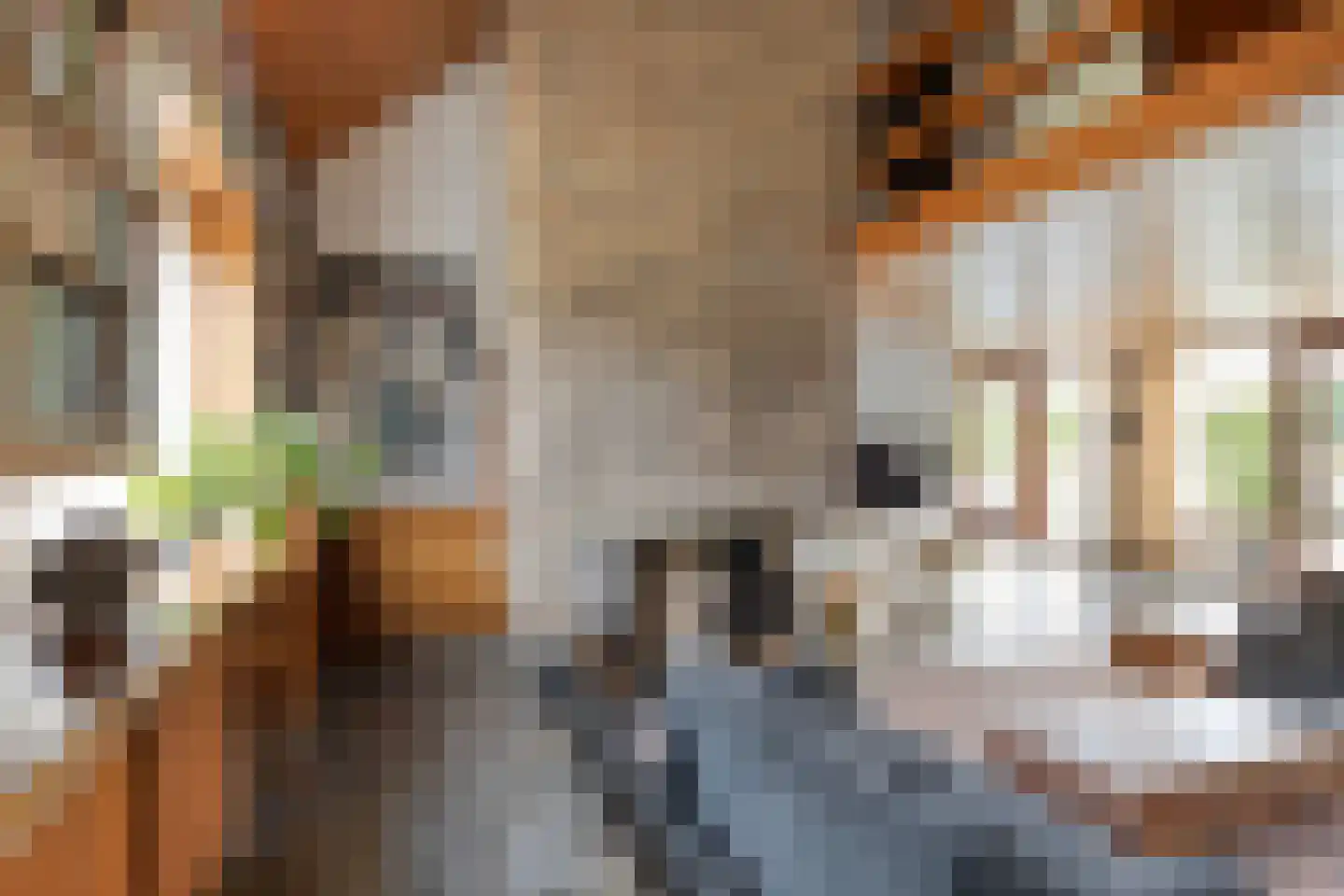 Grote Hazelaar 14 Bergen op Zoom thumbnail 9