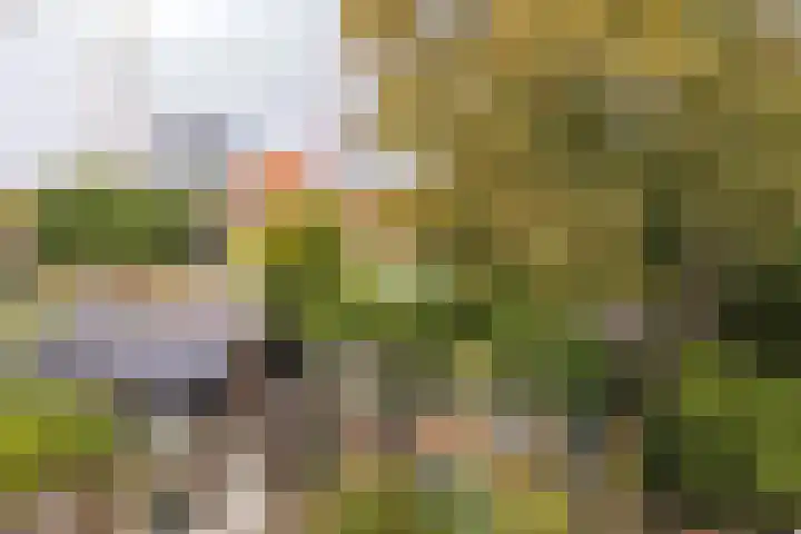 Grote Hout- of Koningsweg 128 Velsen-Noord thumbnail 34