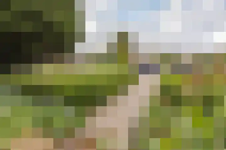 Grote Hout- of Koningsweg 128 Velsen-Noord thumbnail 8