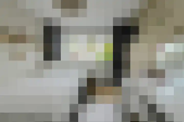 Grote Houw 309 Breda thumbnail 30