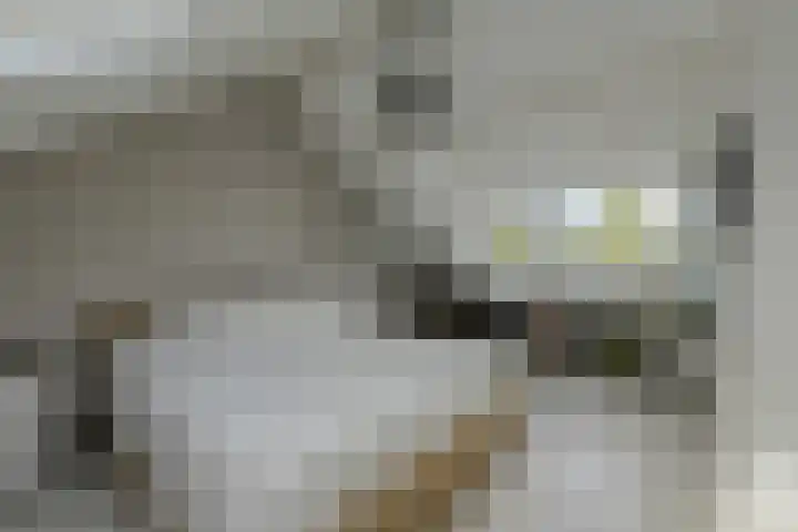 Grote Houw 309 Breda thumbnail 36