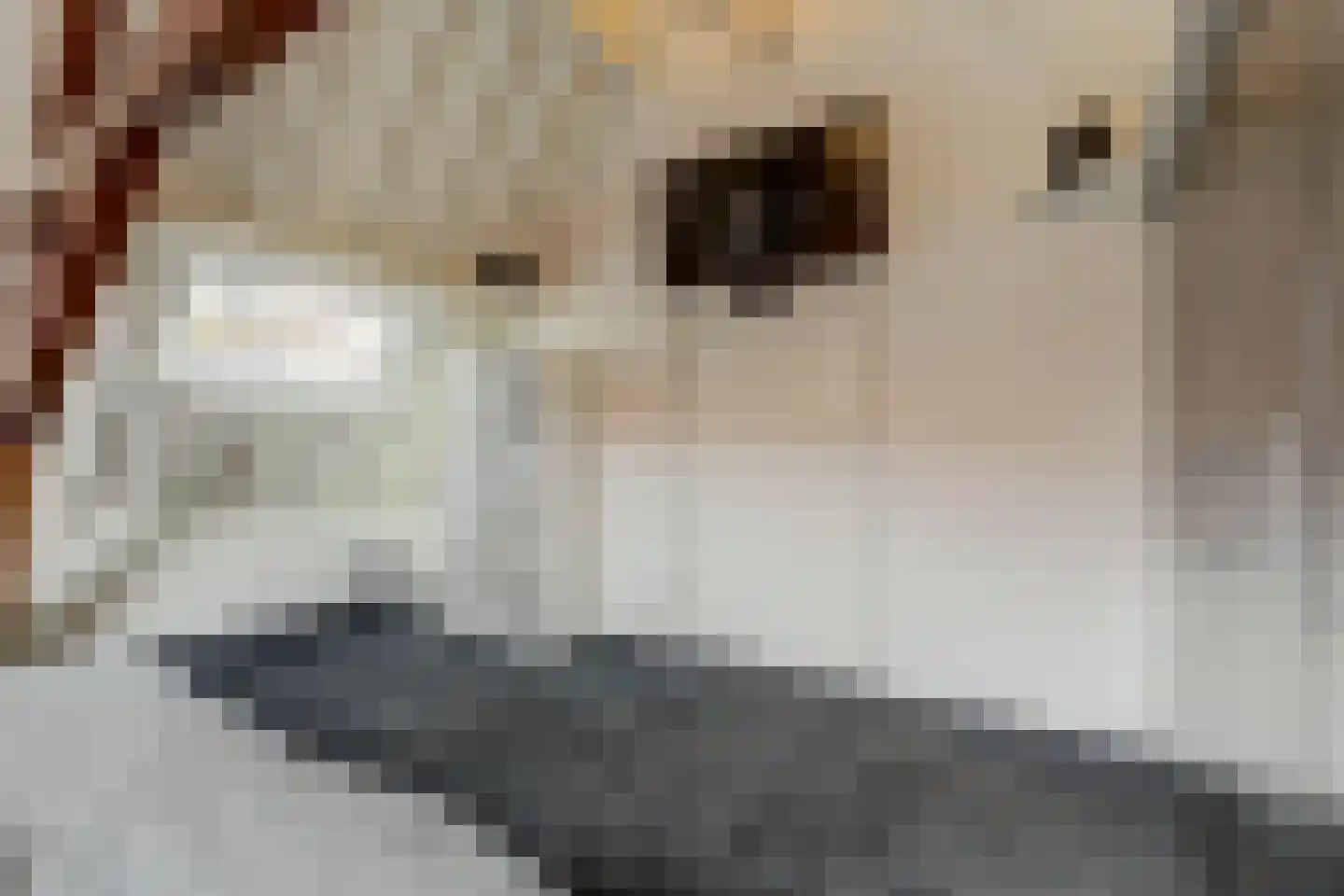 Grote Kade 30 Goes thumbnail 37