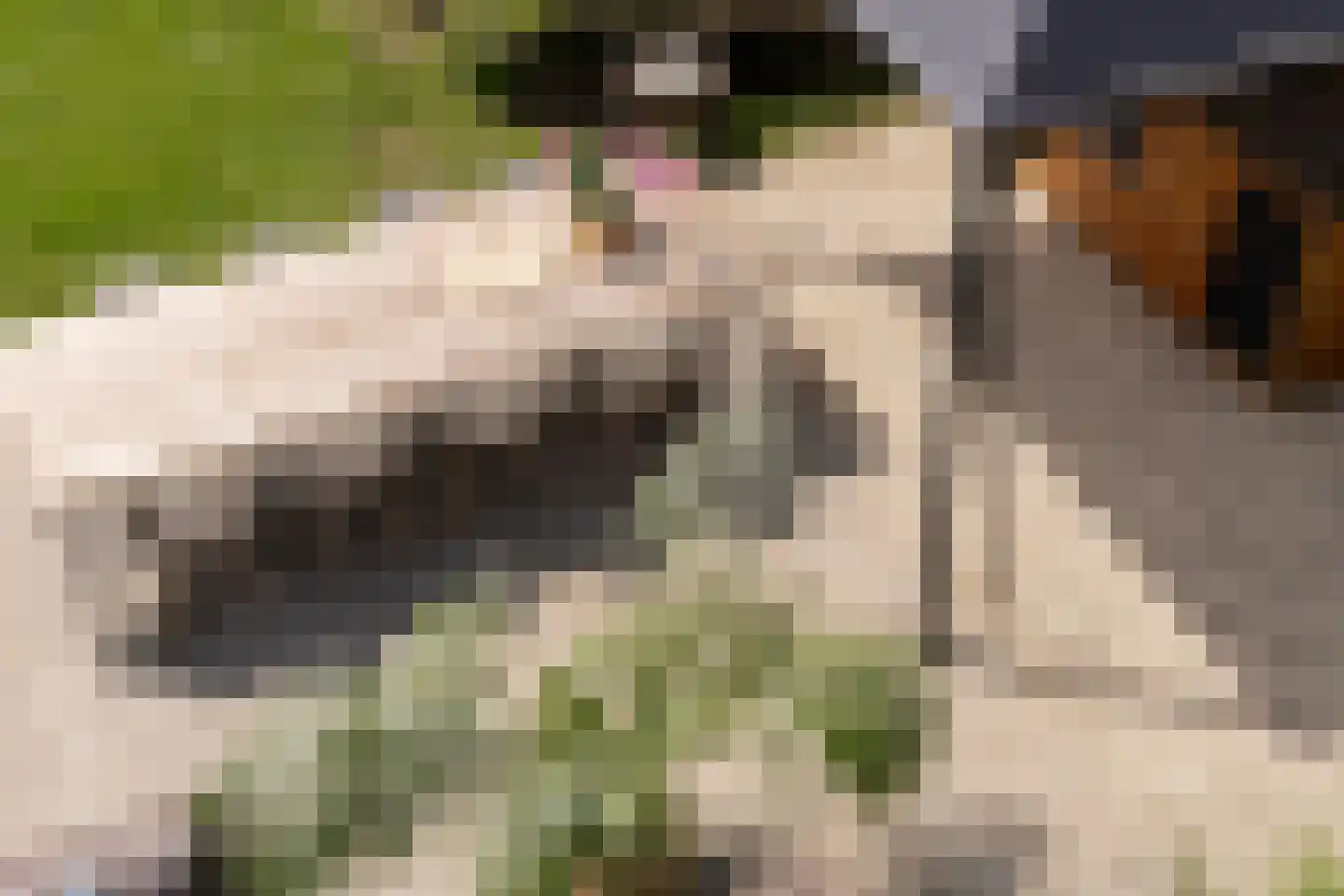 Grote Lijster 9 Muiden thumbnail 39
