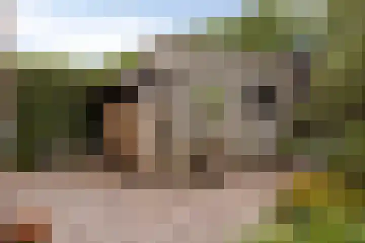 Grote Loef 7 Malden thumbnail 42