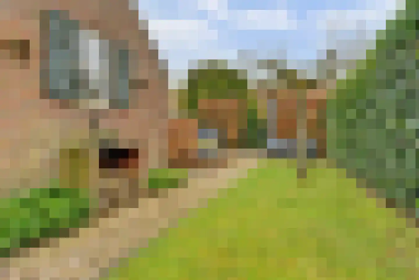 Grote Molenstraat 25 Elst thumbnail 25