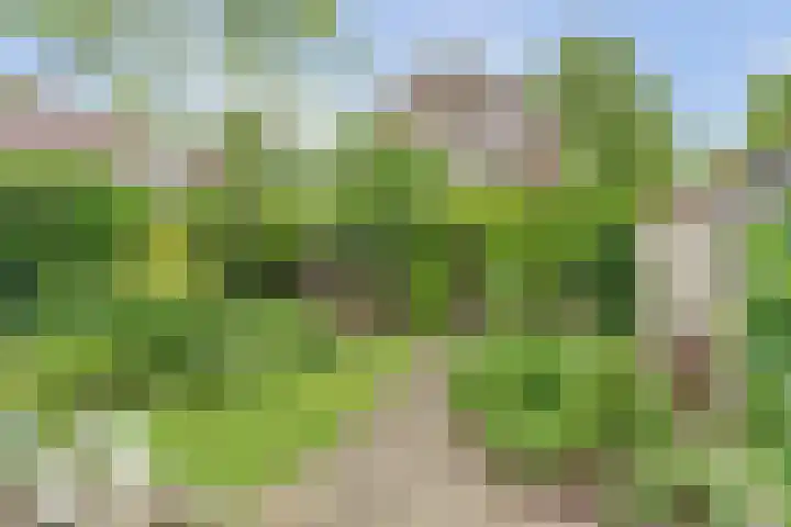 Grote Molenstraat 71 Elst thumbnail 34
