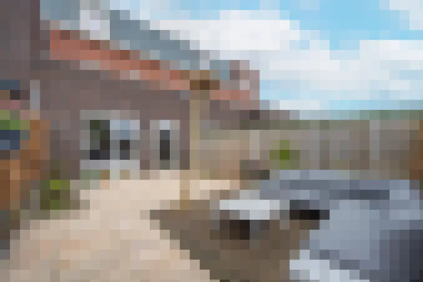 Grote Parelmoervlinder 6 Tiel thumbnail 28