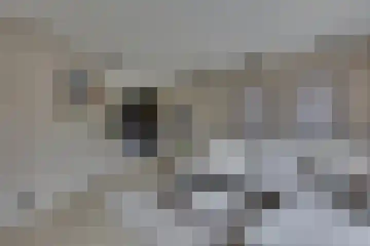 Grote ratelaar 22 Deventer thumbnail 14