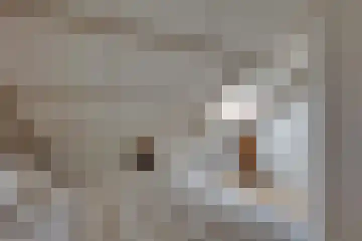 Grote ratelaar 22 Deventer thumbnail 33