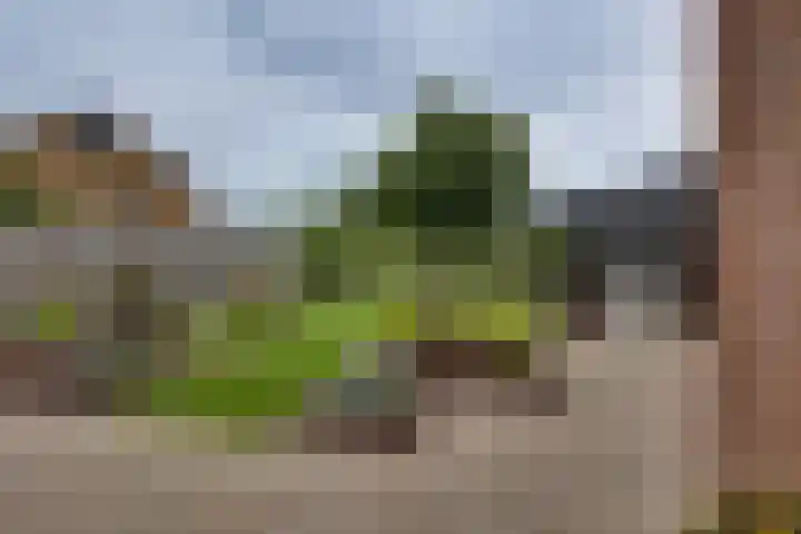 Grote ratelaar 22 Deventer thumbnail 46