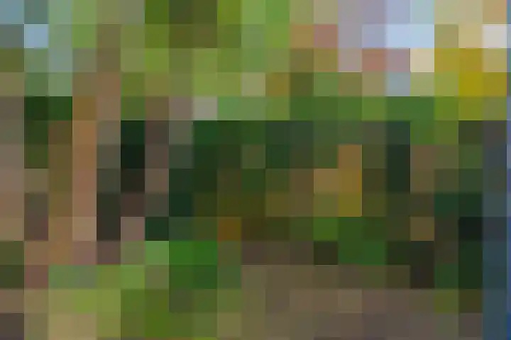 Grote Reed 2 Kimswerd thumbnail 28