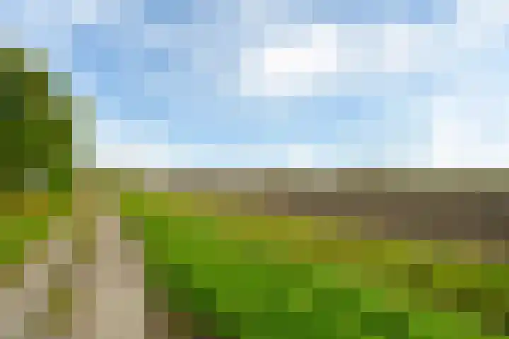 Grote Reed 2 Kimswerd thumbnail 34