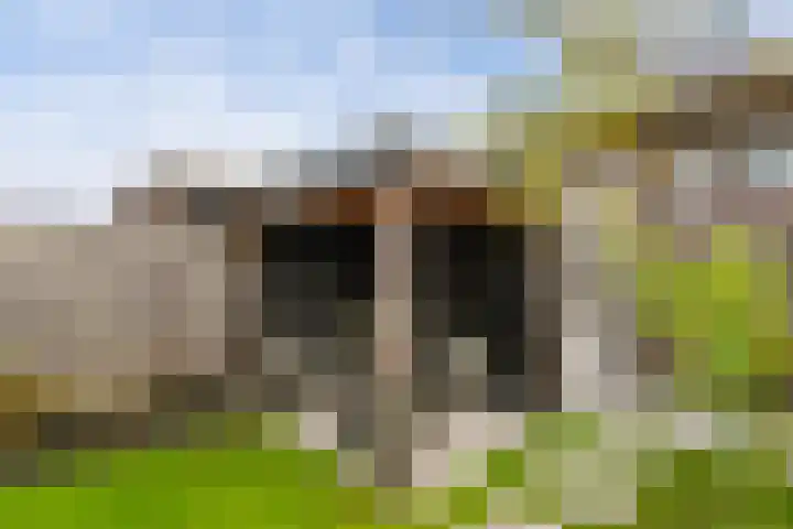 Grote vos 45 's-Gravenzande thumbnail 13