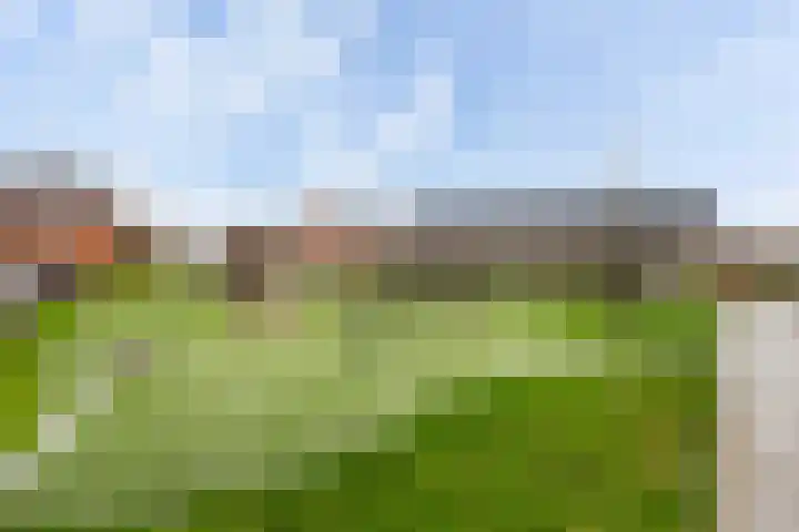 Grote vos 45 's-Gravenzande thumbnail 38