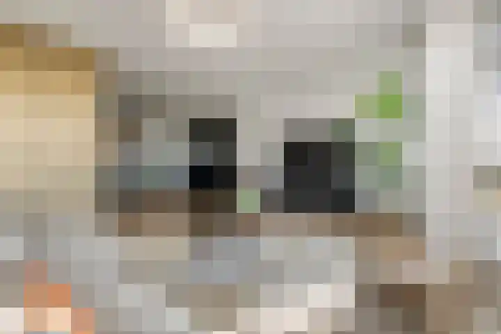 Grote Vuurvlinder 25 Tiel thumbnail 14