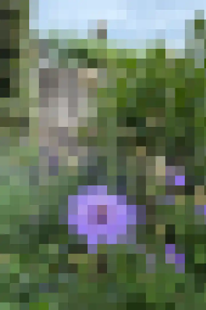 Grote Vuurvlinder 29 Tiel thumbnail 65