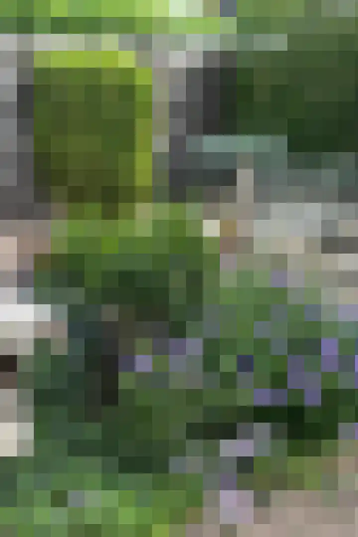 Grote Vuurvlinder 29 Tiel thumbnail 67