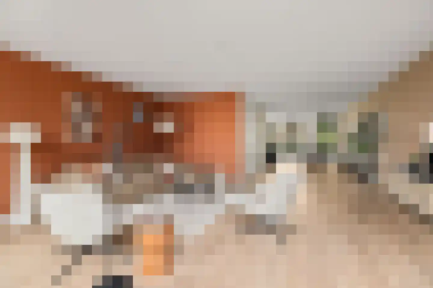 Grote Vuurvlinder 3 Tiel thumbnail 16