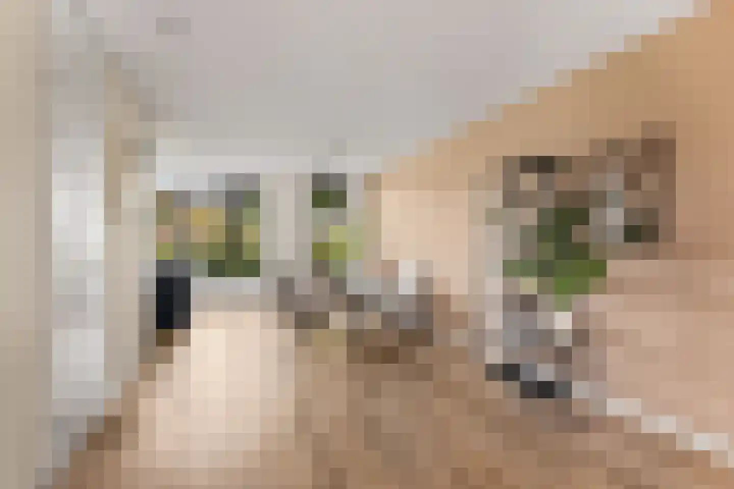 Grote Vuurvlinder 3 Tiel thumbnail 17
