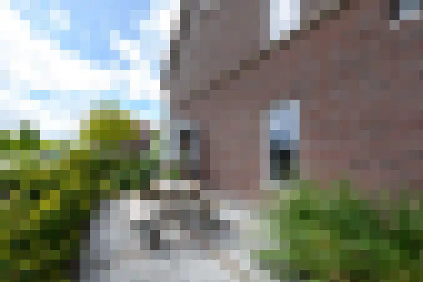Grote vuurvlinder 39 Wolvega thumbnail 41
