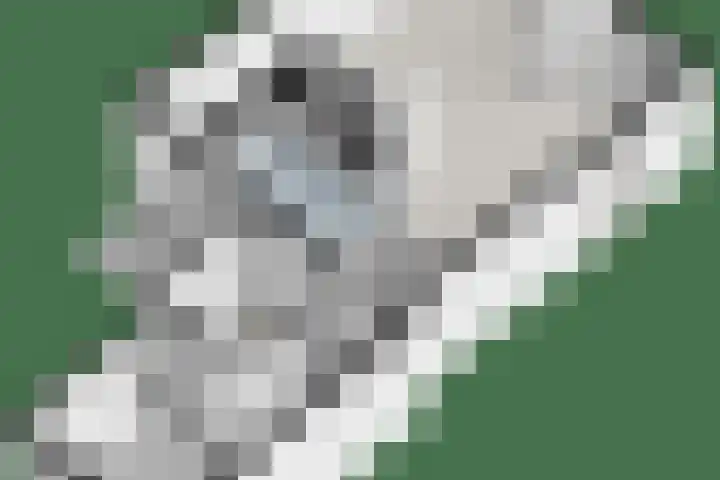 Grotekreek 27 Zwolle thumbnail 38