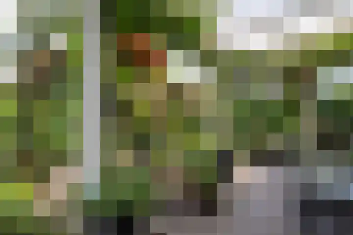 Grotekreek 28 Zwolle thumbnail 59