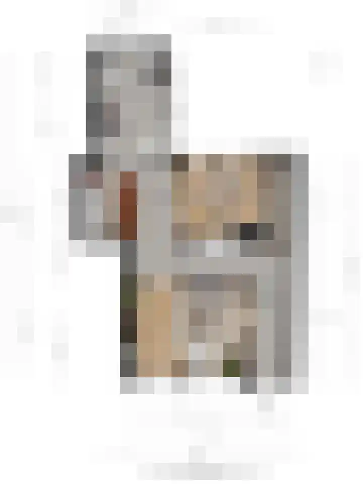 Grotestraat 25 Ootmarsum thumbnail 46