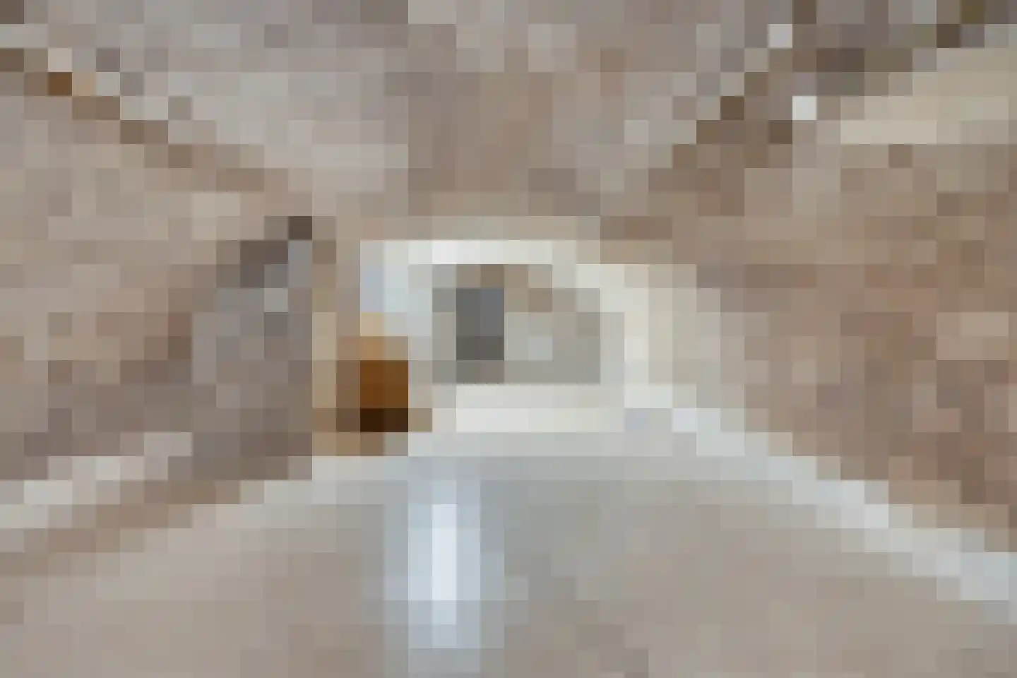 Grotestraat 6 Linne thumbnail 49