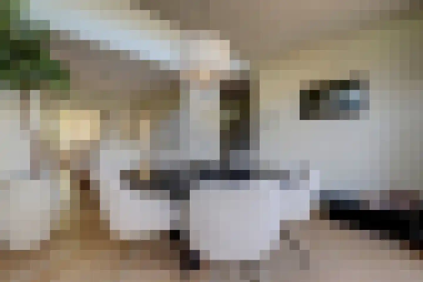 Grotestraat 81 Cuijk thumbnail 35
