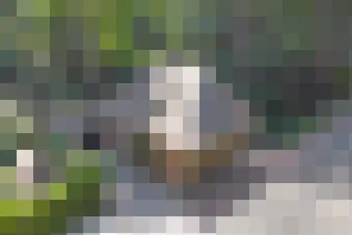 Groteweg 12 Wapenveld thumbnail 30