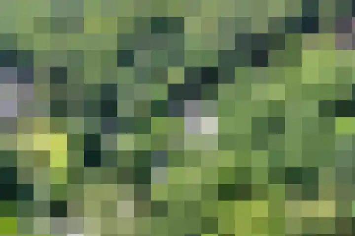 Groteweg 12 Wapenveld thumbnail 33