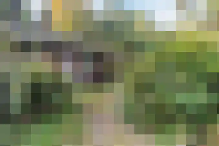 Groteweg 57 Wapenveld thumbnail 8