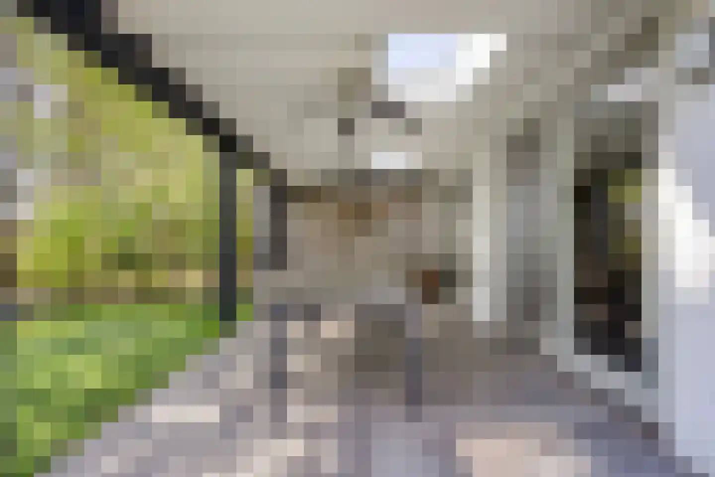 Grove Den 12 Sint-Oedenrode thumbnail 21
