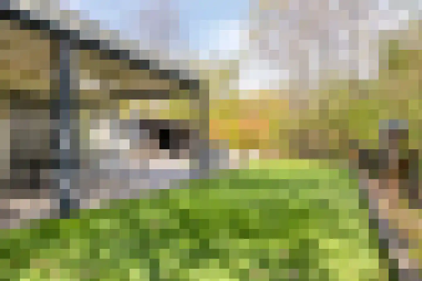Grove Den 12 Sint-Oedenrode thumbnail 23